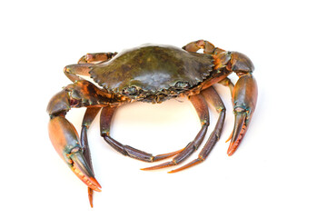Crab isolated on white background, Fresh seafood serrated mud crab.