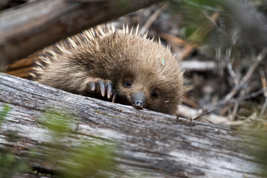 Ameisenigel Echidna an einem Baumstamm