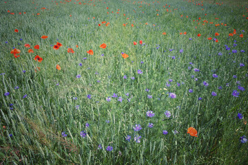 Red poppy flowers in the summer field. Beautiful red wildflowers.