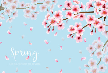満開の桜の美しい背景素材