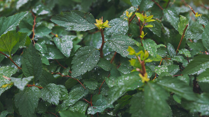 Green bush leaves with drops after rain