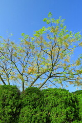 生垣と実をつけた栴檀の枯れ木と青空