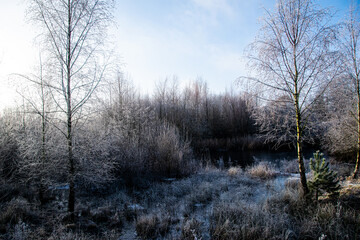 Obraz na płótnie Canvas wildlife pond in winter