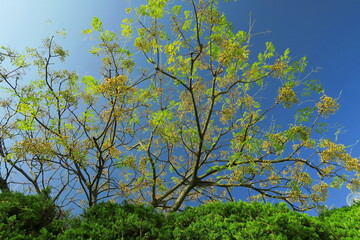 生垣と実をつけた栴檀の枯れ木と青空