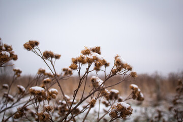 Dry plant with thorns in a meadow in a village covered with snow