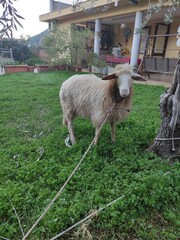 Obraz premium sheep and lamb