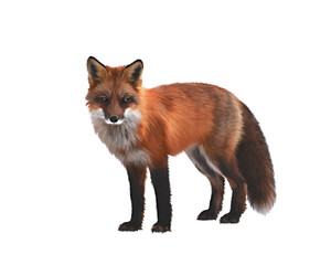 Fox, fox realistic illustration, nature, fox family. The isolated illustration