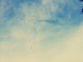 flying birds in the sky
