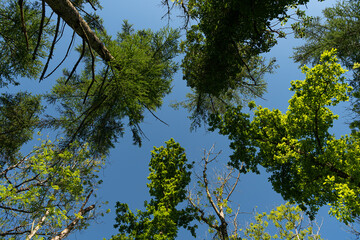 Obraz premium Crown Shyness Trees 