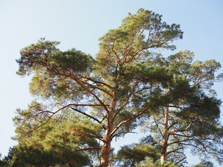 Pine on a background of clear blue sky. The pine tree is lit by evening sunlight. Low angle view. Pine branches on a sunny day in a landscape close-up.