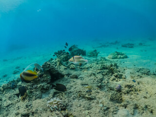 Obraz na płótnie Canvas Corals on the sandy Red Sea bottom