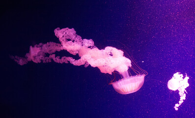 Beautiful jellyfish moving through the water neon lights.Background with jellyfish. variety of jellyfish swim in the ocean aquarium with neon lights.The jellyfish medusa swimming in deep water ocean. 