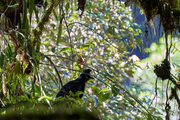 rare black female Amazonian umbrellabird, Cephalopterus ornatus, sitting in the dense amazonian rain forest