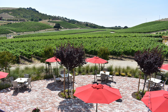View of a lush green vineyard in rolling hills at an upscale winery in Paso Robles, California