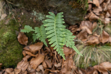 Pteridium aquilinum or eagle fern.Nature plant background.Fashion design concept.