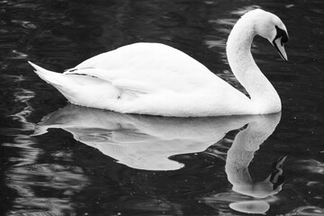 Mute Swan (Cygnus olor), Victoria Park, Belfast, Northern Ireland, UK