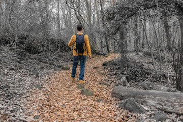Obraz premium Man walking with backpack in autumn winter forest footpath.Hiking , travel wanderlust concept lifestyle.Creative color pop, black and white style with yellow colors on focus.