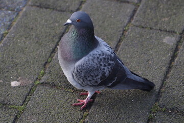 Pigeon on the sidewalk