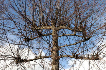 Bar pollard willow against a blue sky with clouds