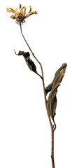 Isolated dry chamomile on a white background dry flower with crumpled parts of dry leaves and petals with a part of dry stem. Herbarium of ordinary flowers improperly dried.