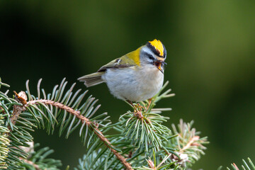 Sommergoldhähnchen