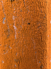 Vertical shot of a tree bark covered by orange lichen © Eric Twohey/Wirestock