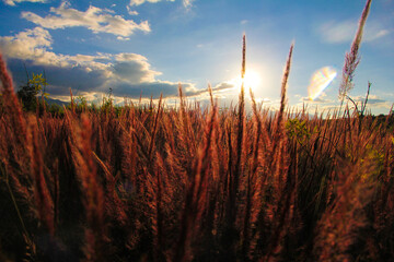 sunset in the field wamena