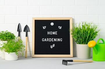 Growing seedlings at home. Letter board with text HOME GARDENING, garden tools, pots with seedlings...