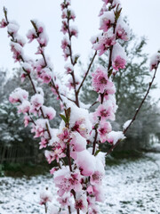 Pfirsichblüte im Schnee