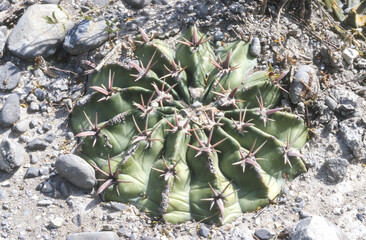 Kaktus in Mexico