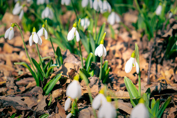 Delicate snow-white first spring flowers, snowdrops, galanthus