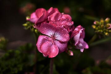 Beautiful flower with pink petals, with raindrops on them