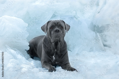Dog Cane Corso Winter Snow Wall Mural Wallpaper Murals Wallsheaven Irina