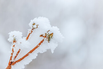 雪に覆われた植物　草千里ヶ浜　熊本県阿蘇市　
Snow-covered plants Kusasenrigahama Kumamoto-ken Aso city