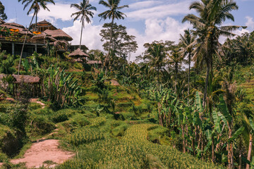 Fototapeta na wymiar Bali Landscape