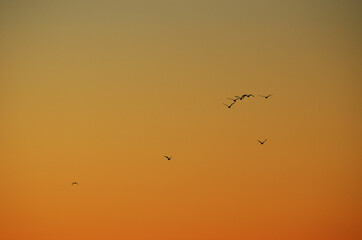 Sunset sky with silhouettes of sea-gulls , photo