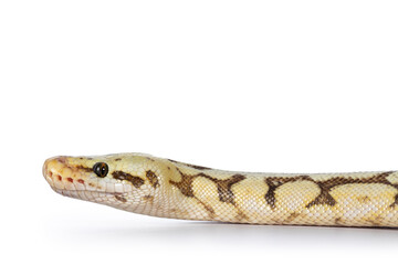 Head shot of adult Killerbee Ballpython aka Python Regius. Isolated on white background.