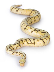 Obraz premium Top view of adult Killerbee Ballpython aka Python Regius. Isolated on white background.