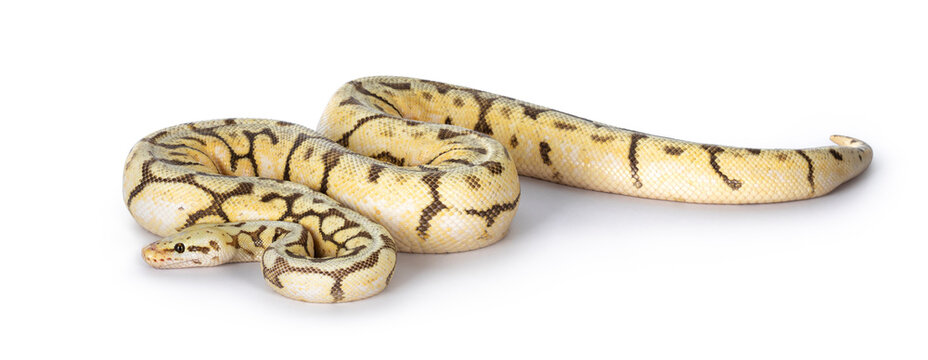 Full body side view adult Killerbee Ballpython aka Python Regius. Isolated on white background.