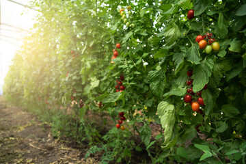 Greenhouse with cherry tomatoes. Organic farm	