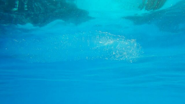 Colonial Pyrosoma Tunicates free-floating with school of tropical fish on blue water in sunray. Pyrosomes colony hundreds to thousands individuals called zooids, cloned from one egg and bound together