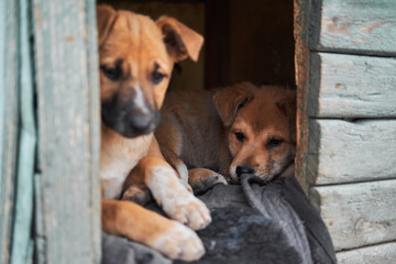 Cute little stray mongrel puppies are sitting in their house - wooden booth and waiting for their human. Take dog from shelter and give it happy life.