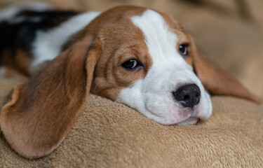 Сute beagle puppy at home