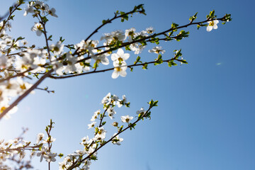 There are many white flowers on the cherry tree. Fluffy delicate petals on thin twigs and green leaves. Spring mood and beautiful nature.