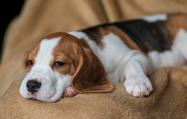 Obraz premium Сute beagle puppy at home