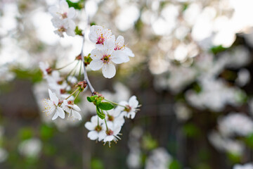 There are many white flowers on the cherry tree. Fluffy delicate petals on thin twigs and green leaves. Spring mood and beautiful nature.