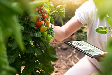 Woman farmer with digital tablet in cherry tomatoes greenhouse. Smart organic farm.	 - obrazy, fototapety, plakaty