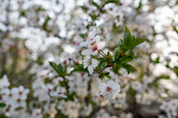 There are many white flowers on the cherry tree. Fluffy delicate petals on thin twigs and green leaves. Spring mood and beautiful nature.