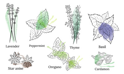Herbs and spices collection. Vector Collection of hand drawn Spices and Herbs. Botanical plant illustration. Vintage Medicinal Herbs and plants. 