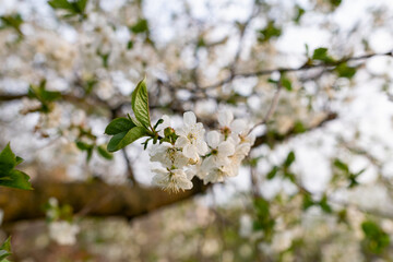 There are many white flowers on the cherry tree. Fluffy delicate petals on thin twigs and green leaves. Spring mood and beautiful nature.